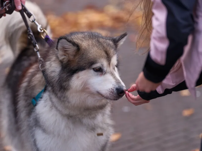 Behind the Breakthrough: What's Really Happening When Your Dog Finally Gets It