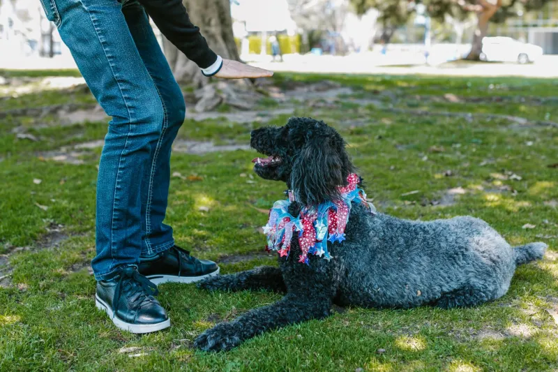 Why Your Dog Acts Like a Different Animal the Moment You Leave the Backyard