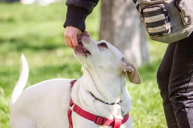 Hooked on the Jackpot: How Premium Treats Can Quietly Undermine Your Dog's Drive to Listen
