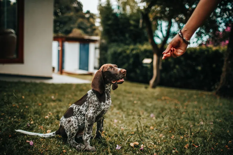 Stop Skipping Review: Why Revisiting Old Commands Is the Fastest Path to a Smarter Dog