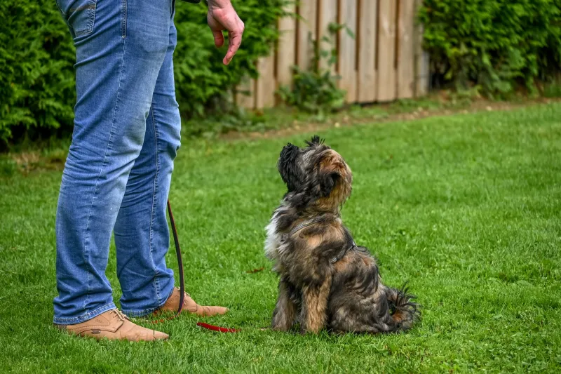 Why Your Dog Is a Genius for Everyone Else (And How to Steal That Magic Back)