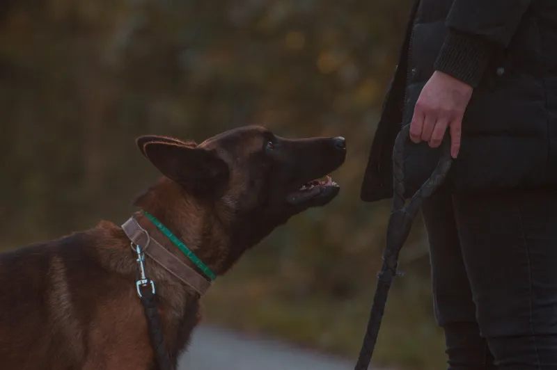 Why Your Dog Listens to Everyone Except You — And What to Do About It